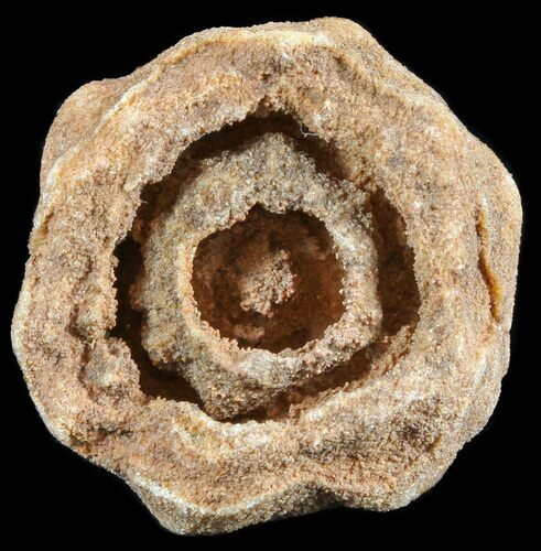 Flower-Like Sandstone Concretion - Pseudo Stromatolite #62220
